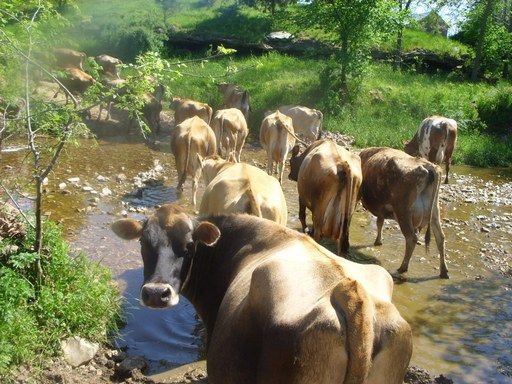 Walk out to get Jersey herd 4 evening milking - Cattle