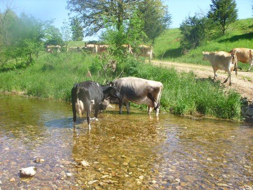 Walk out to get Jersey herd 4 evening milking - Cattle