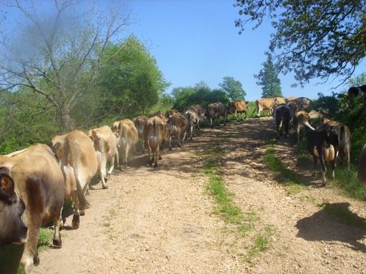Walk out to get Jersey herd 4 evening milking - Cattle