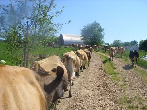 Walk out to get Jersey herd 4 evening milking - Cattle