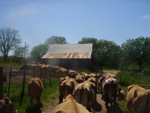 Walk out to get Jersey herd 4 evening milking - Cattle