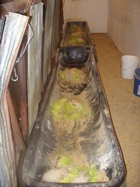 Walk out to get Jersey herd 4 evening milking - Cattle