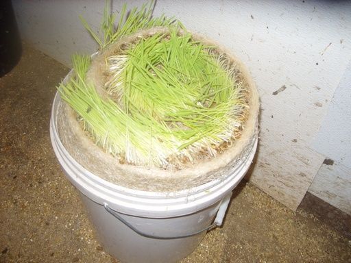 Walk out to get Jersey herd 4 evening milking - Cattle