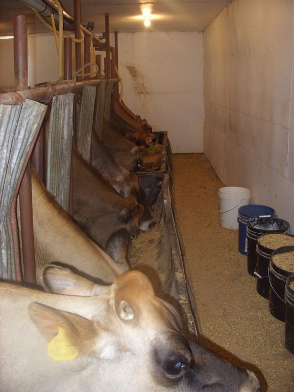 Walk out to get Jersey herd 4 evening milking - Cattle