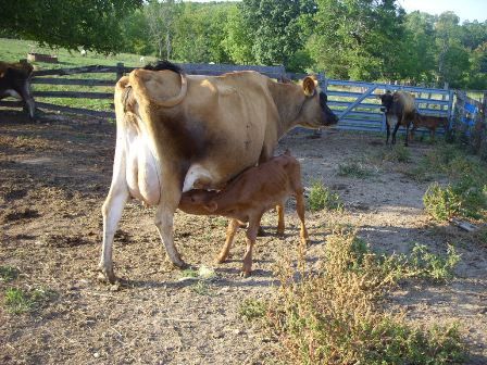 Calves are dropping fast now. - Cattle