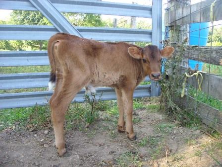 Calves are dropping fast now. - Cattle
