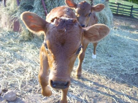 Calves are dropping fast now. - Cattle