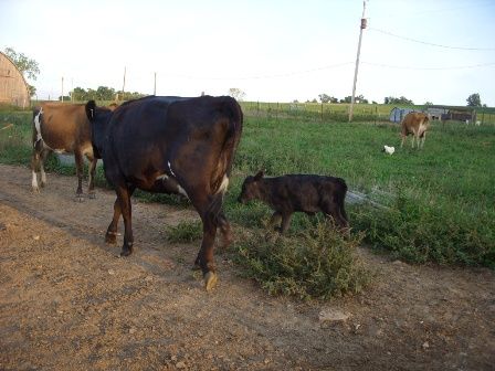 Calves are dropping fast now. - Cattle