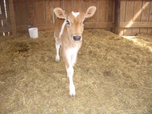 Hiefer Calf pictures - Cattle