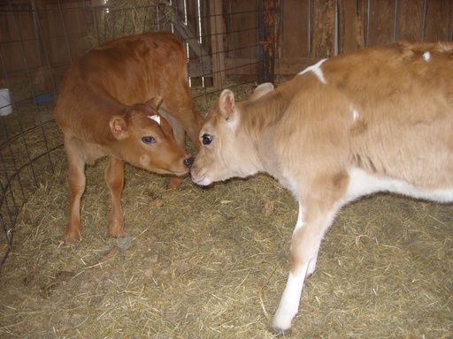 Hiefer Calf pictures - Cattle
