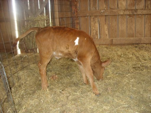 Hiefer Calf pictures - Cattle