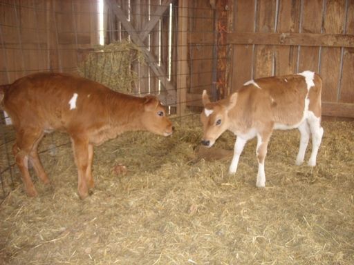 Hiefer Calf pictures - Cattle