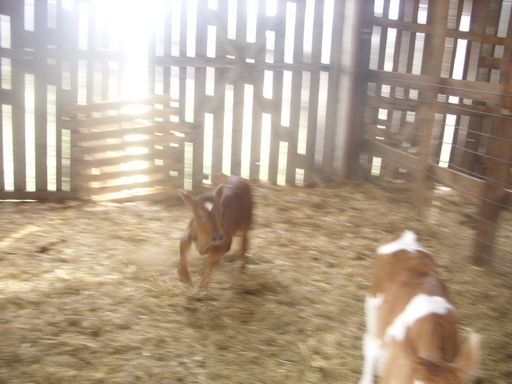 Hiefer Calf pictures - Cattle