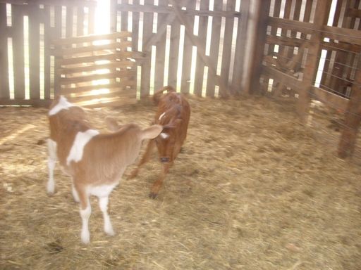 Hiefer Calf pictures - Cattle