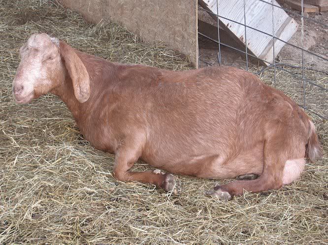 I'm back......mostly. - Goats