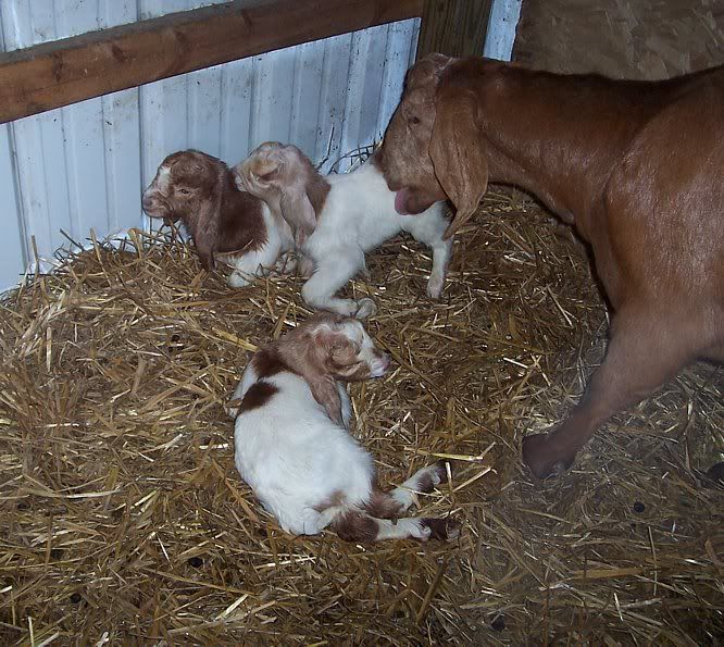 I think Cherry is starting...... - Goats