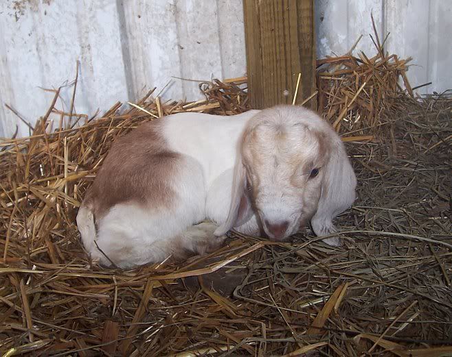 I think Cherry is starting...... - Goats