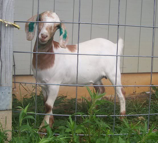 Dairy goats vs Boer goats - Goats
