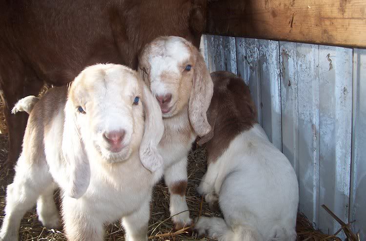 I think Cherry is starting...... - Goats