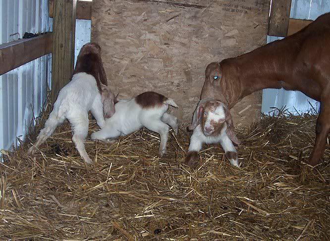 I think Cherry is starting...... - Goats