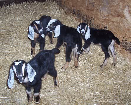 Okay, I want to try this too! - Goats