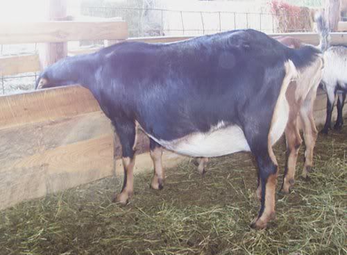 How about a "then and now" thread?? - Goats