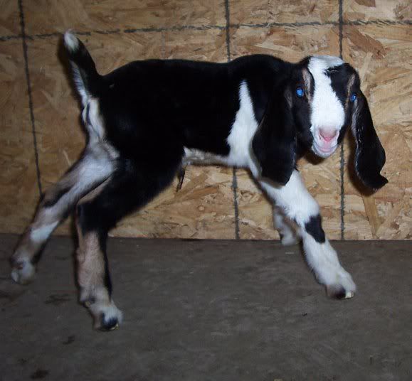 A word for all you new goat parents - Goats