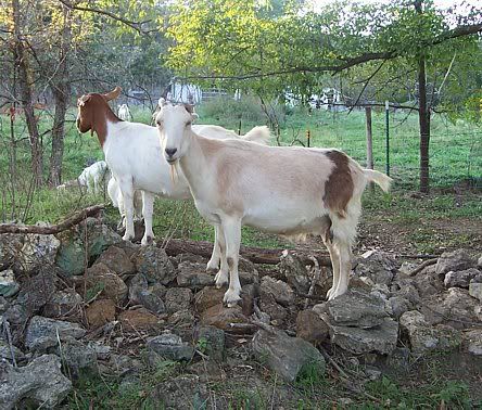 strange how genetics work... - Goats