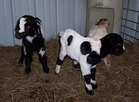 strange how genetics work... - Goats