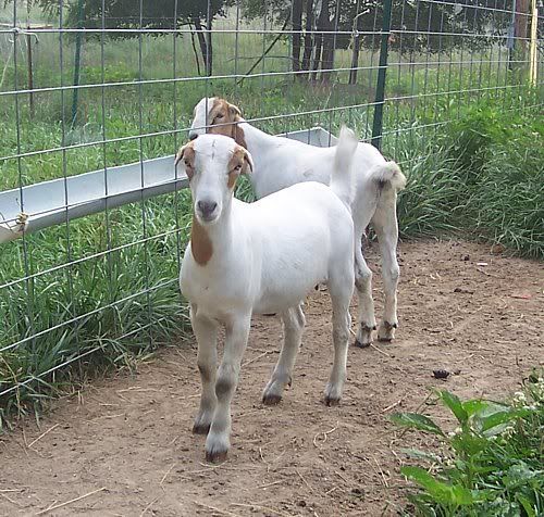 Need ideas HELP - Goats