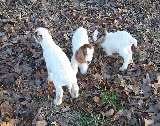 To all you La Mancha crossers! - Goats