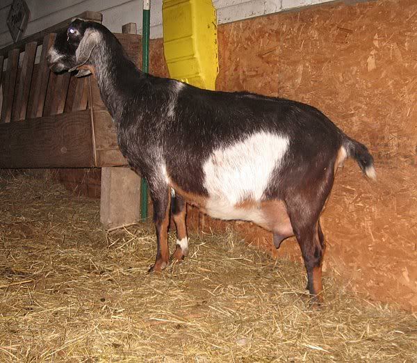 My fat ladies - Goats