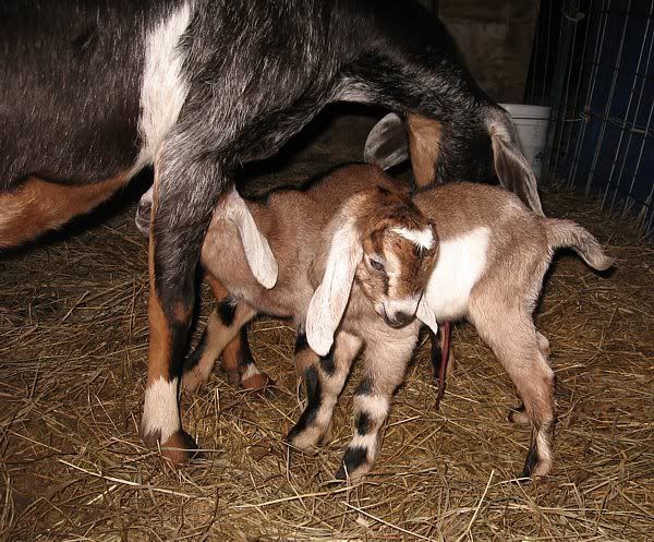 Up on doe watch and bored..... - Goats