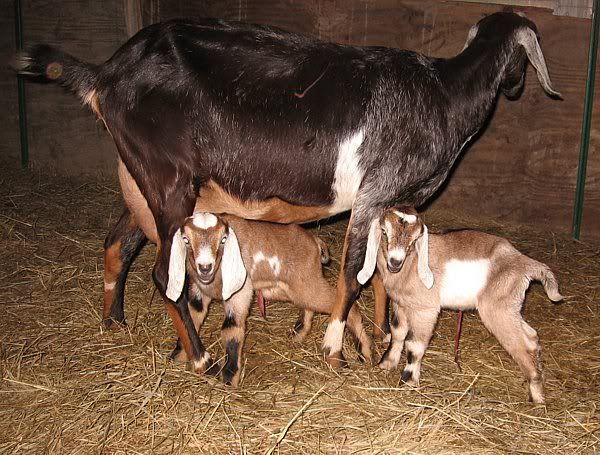 Up on doe watch and bored..... - Goats