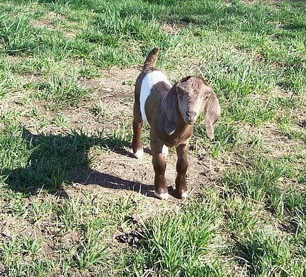 If a doe dies during kiding??? - Goats