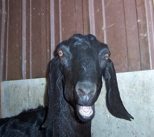 Funny goat face - Goats