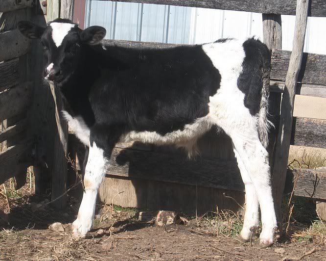 Holstien Steers for Sale-MO - Cattle