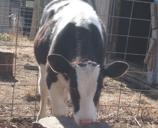 Holstien Steers for Sale-MO - Cattle