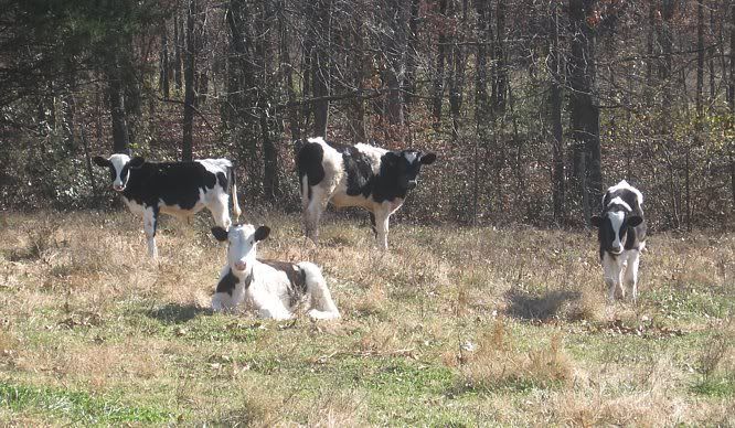 Holstien Steers for Sale-MO - Cattle