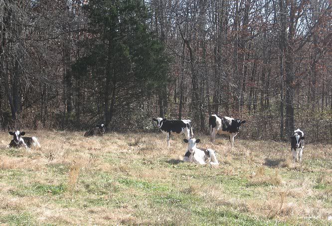 Holstien Steers for Sale-MO - Cattle