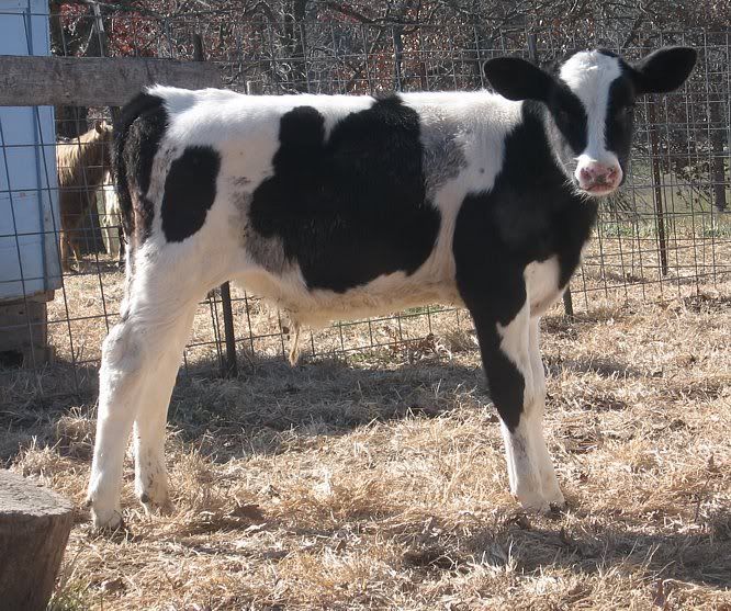 Holstien Steers for Sale-MO - Cattle