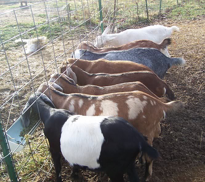 Hay feeder ideas? - Goats