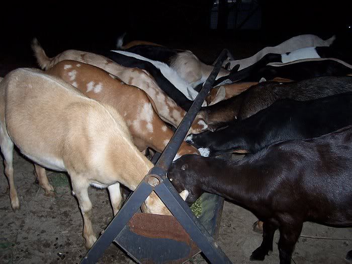 My Saanan Boys and the Doelings..... - Goats