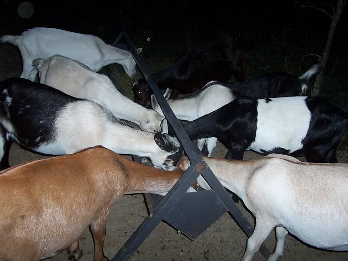 My Saanan Boys and the Doelings..... - Goats