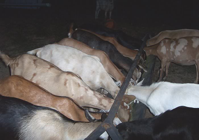 My Saanan Boys and the Doelings..... - Goats