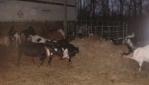 Hay feeder ideas? - Goats