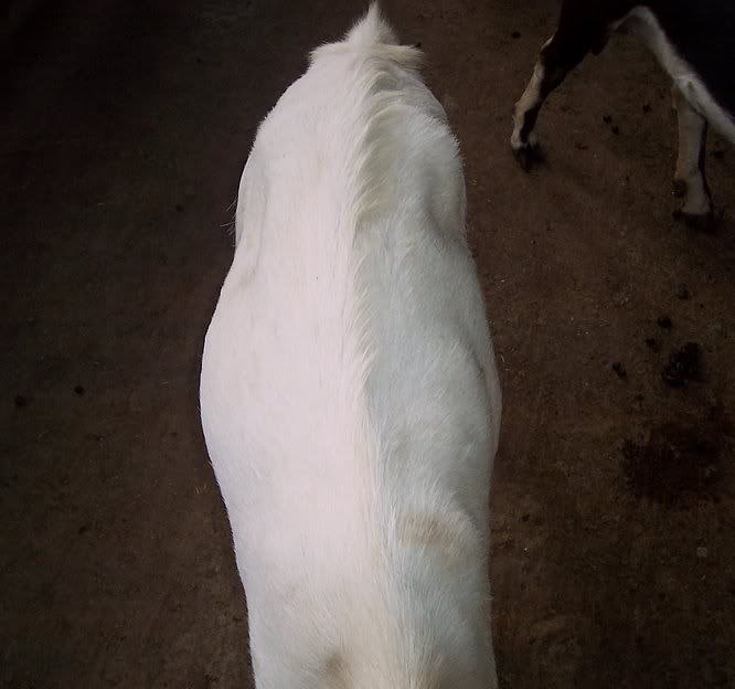 Harking back to previous thread...Good rumens vs poor - Goats