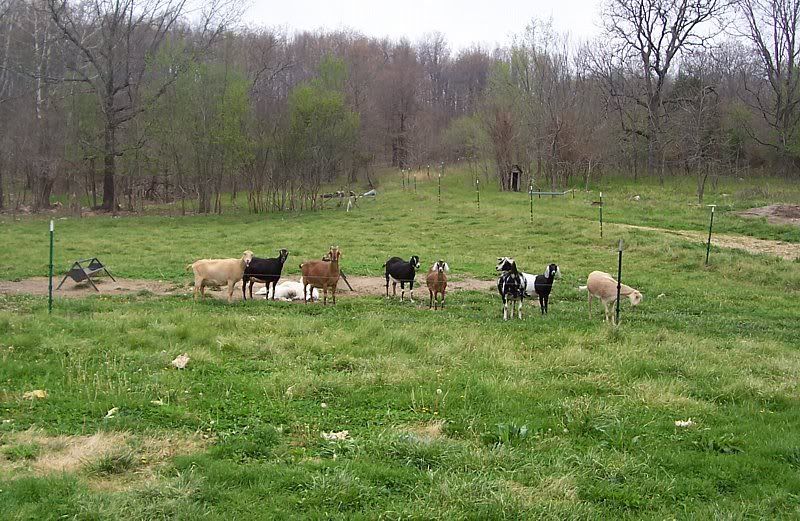 Electric fence and goats. - Goats
