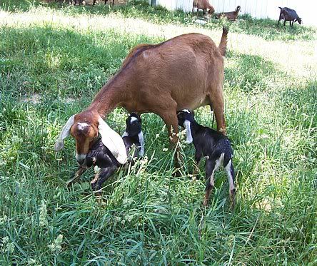 Okay, I want to try this too! - Goats