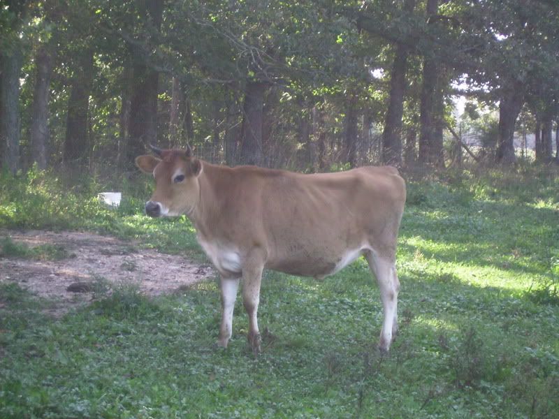 Bobbie had a Bull - Cattle